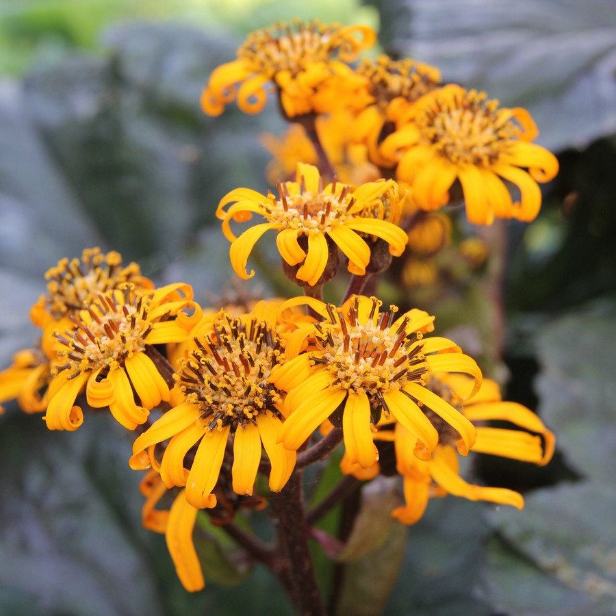 Превью изображения