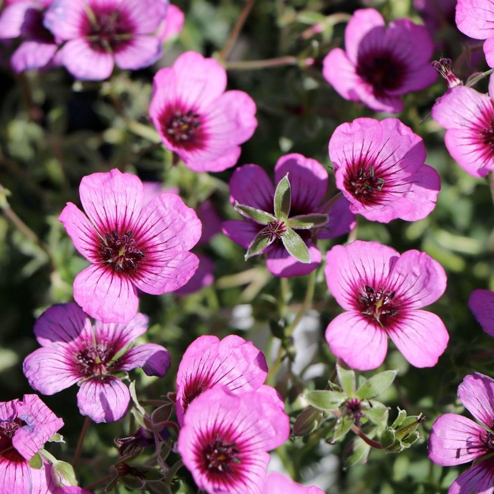 Превью изображения