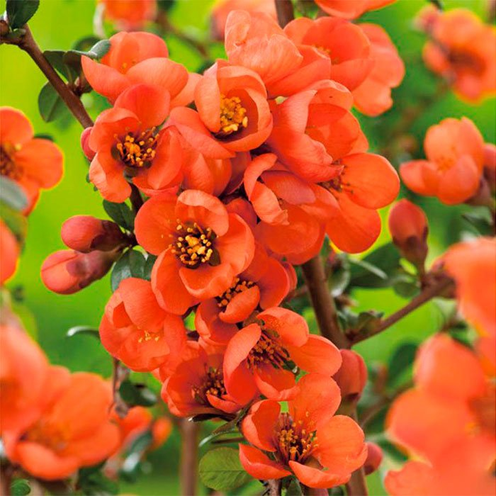 Превью изображения