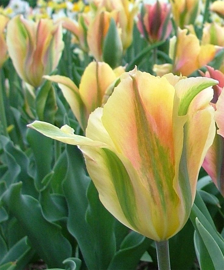 Превью изображения