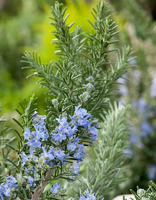 Превью изображения