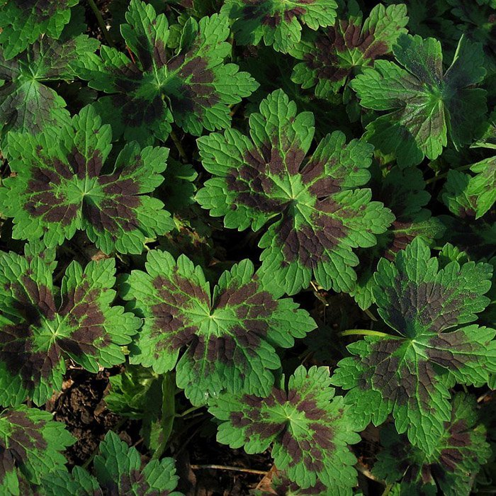 Превью изображения