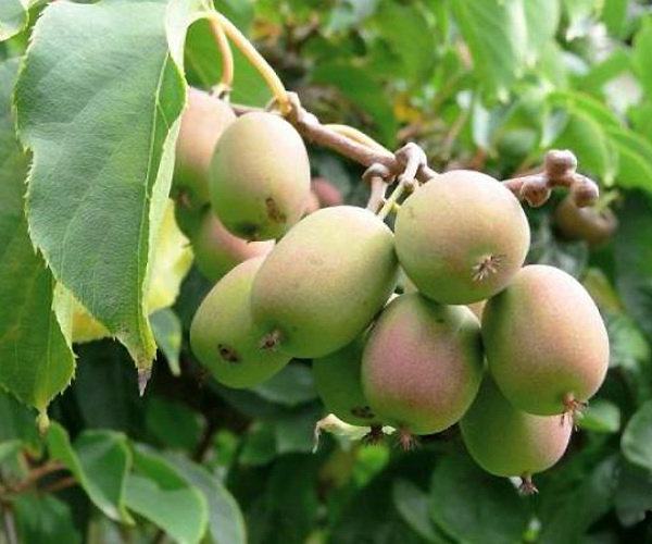 Превью изображения