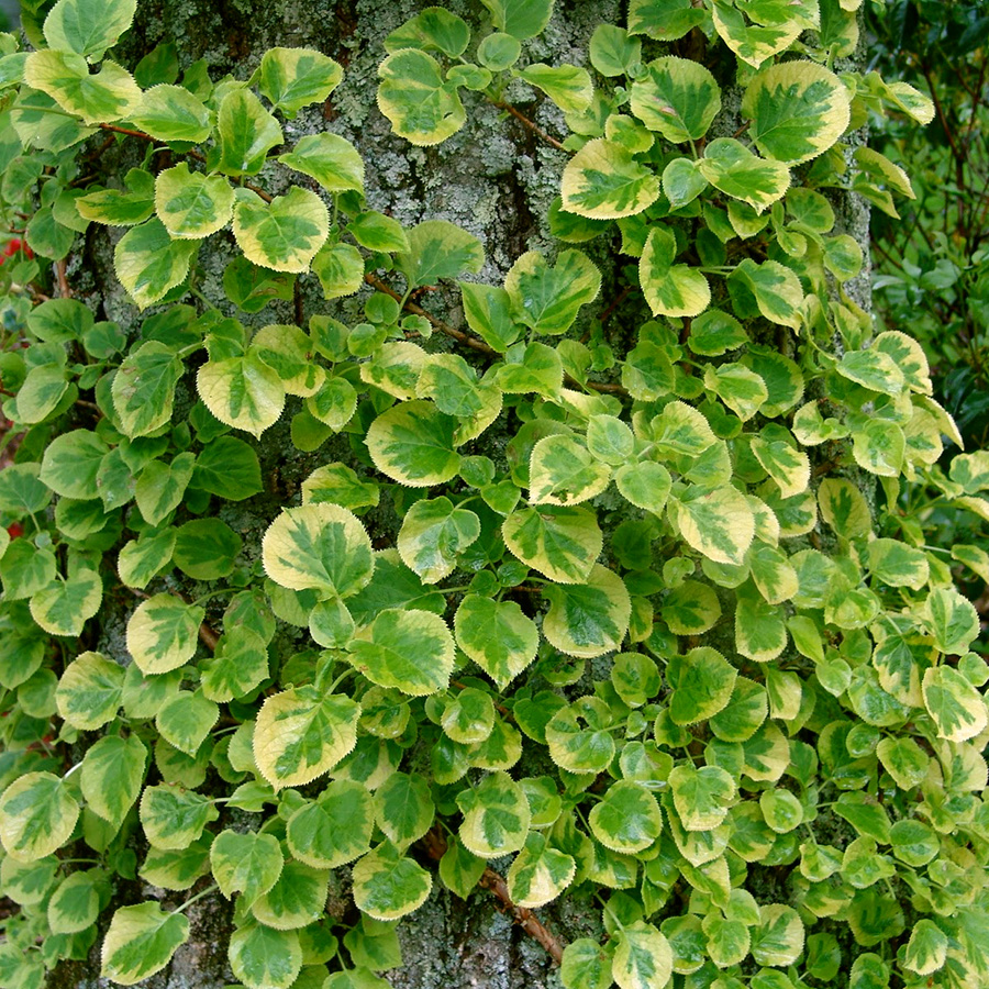 Превью изображения