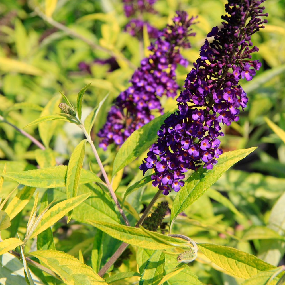 Превью изображения