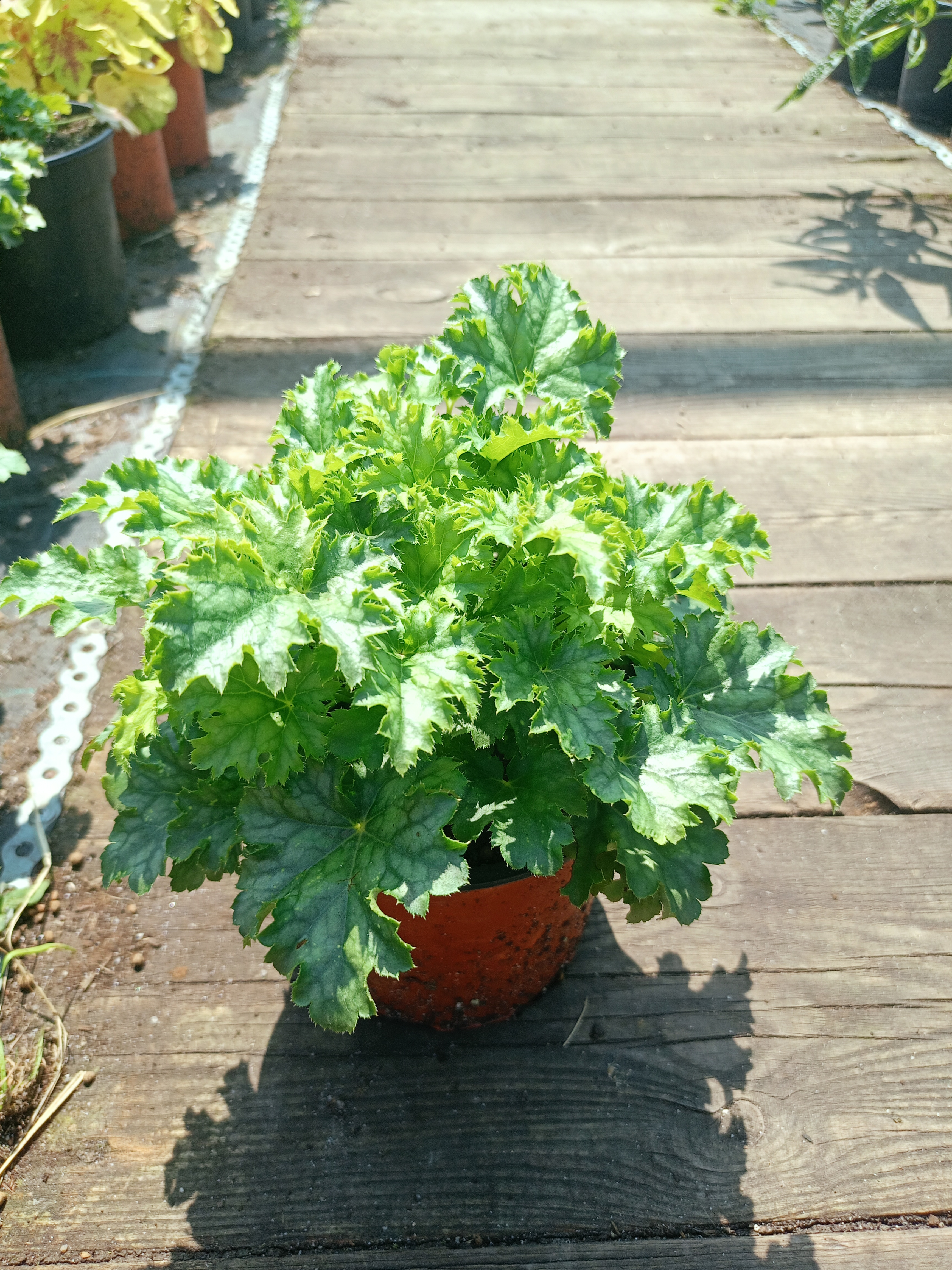 Превью изображения