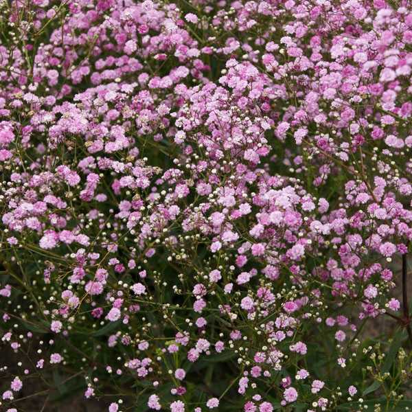 Превью изображения