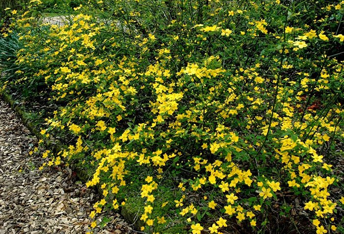 Превью изображения