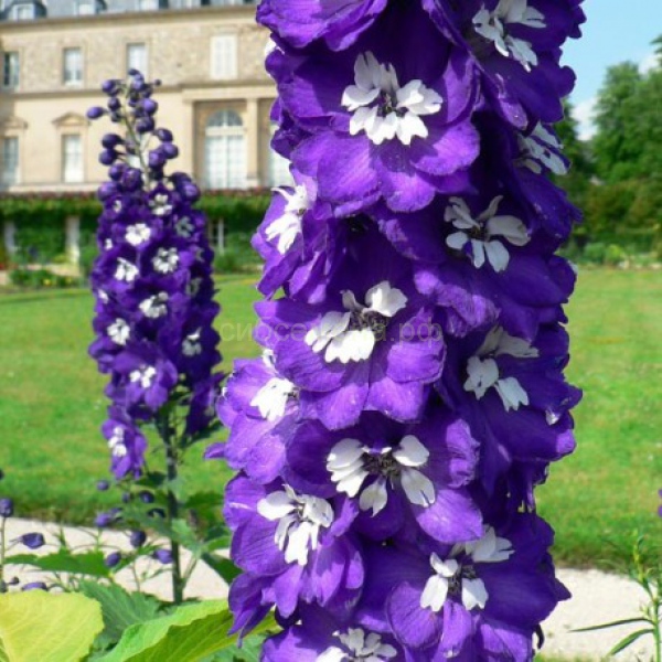 Превью изображения