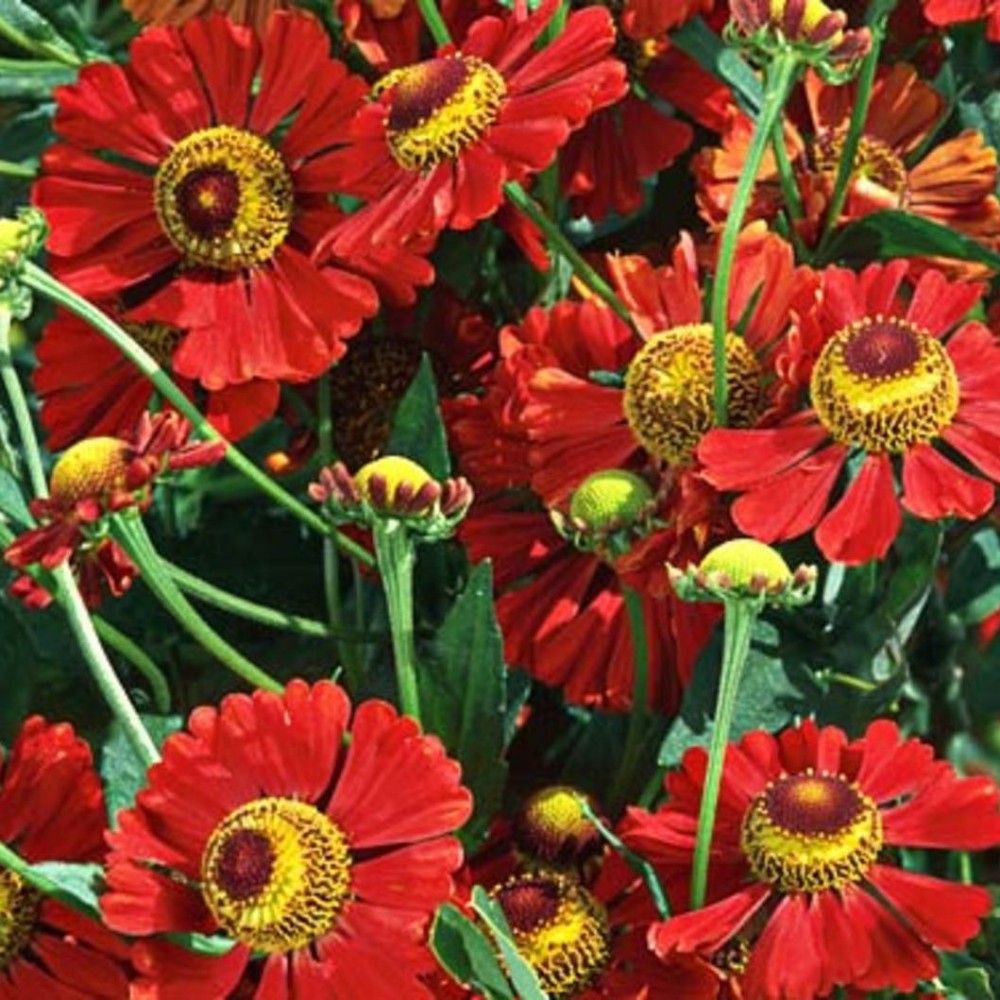 Превью изображения