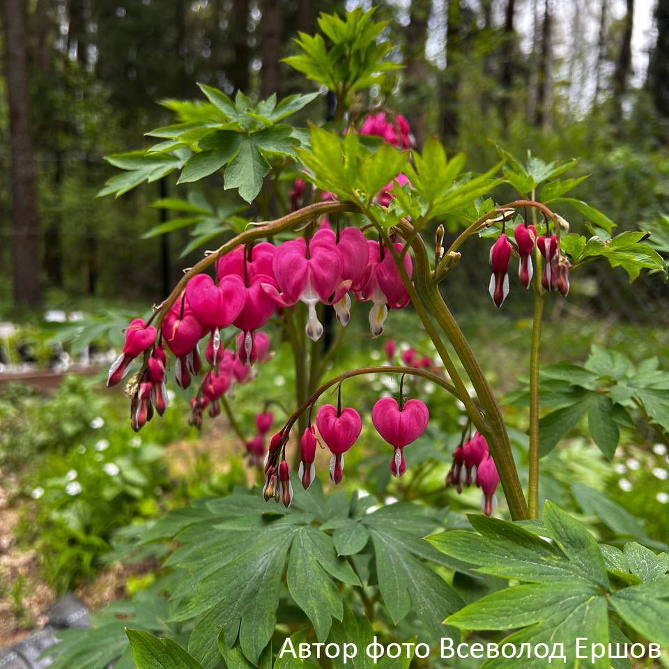 Превью изображения
