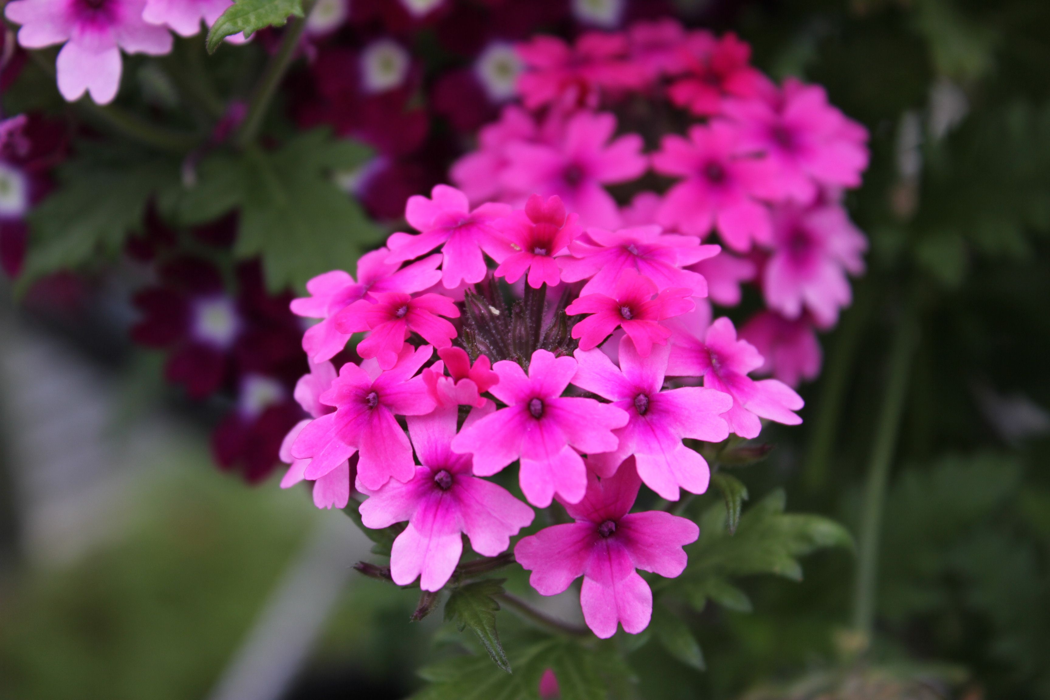 Превью изображения