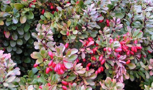 Превью изображения