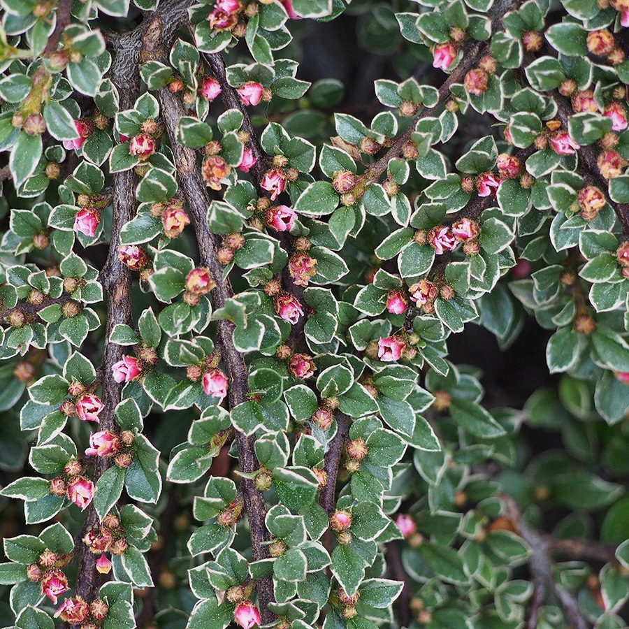 Превью изображения