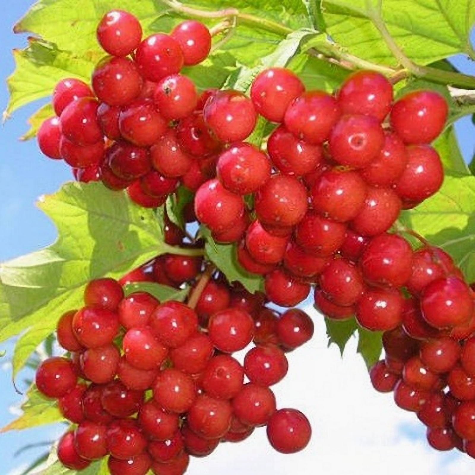 Превью изображения