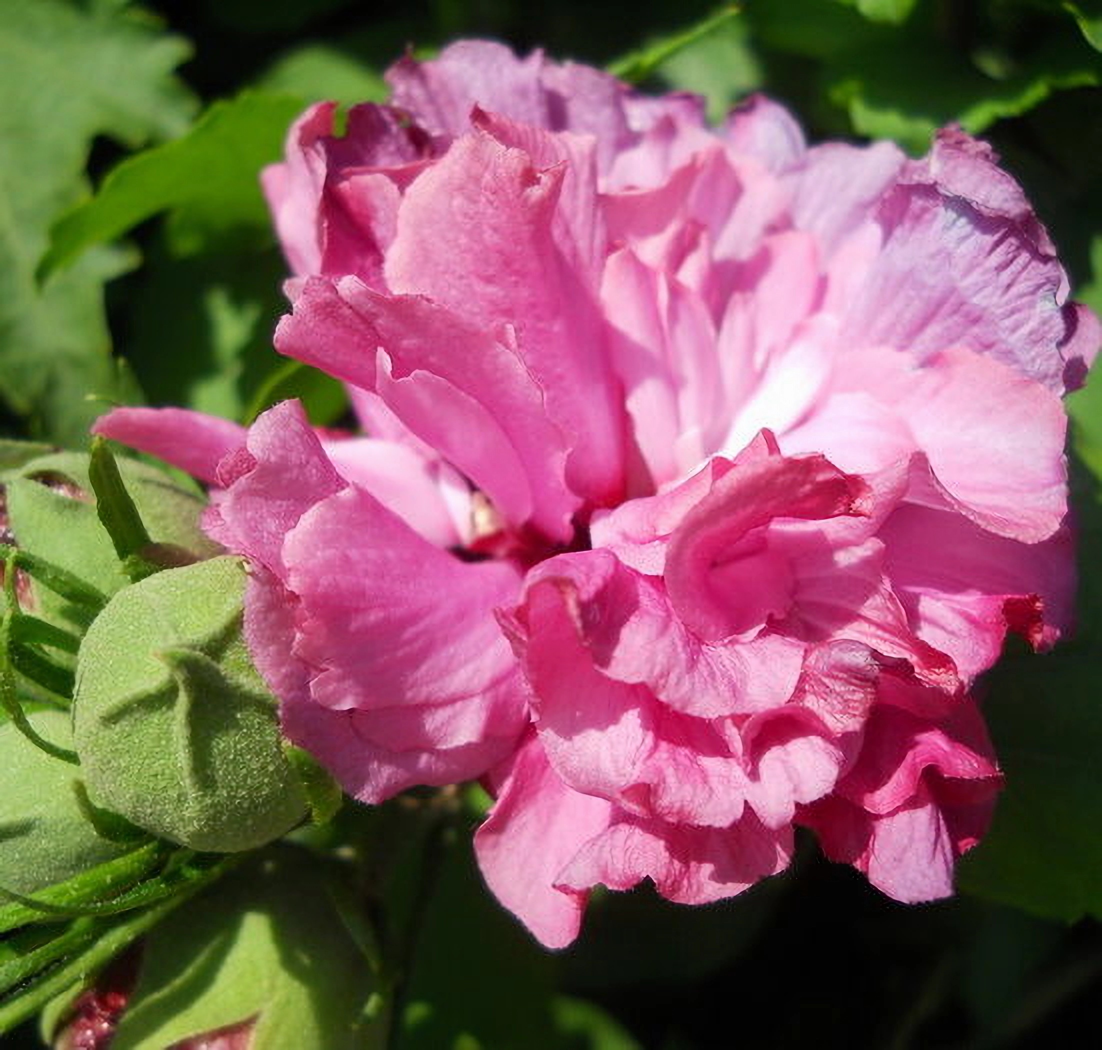 Превью изображения