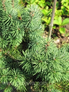 Превью изображения