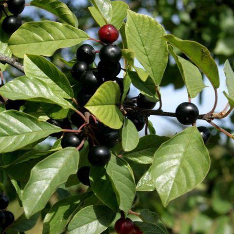 Превью изображения