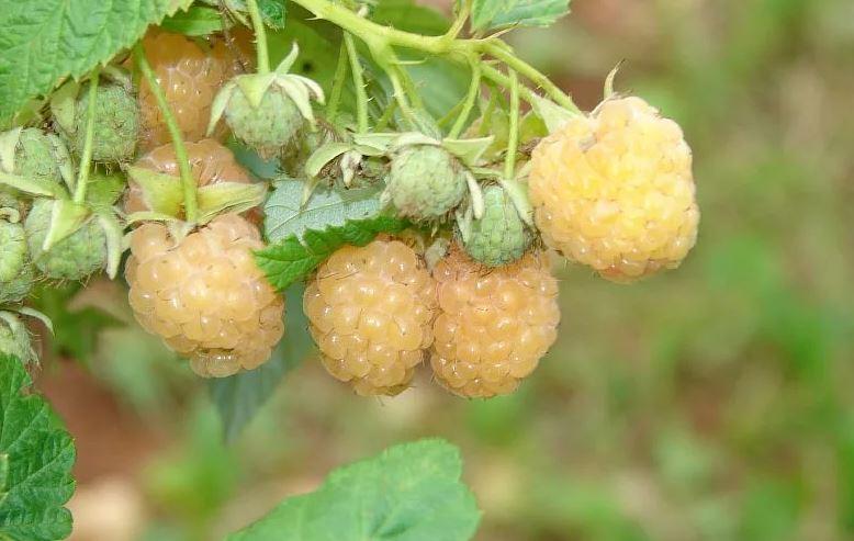 Превью изображения