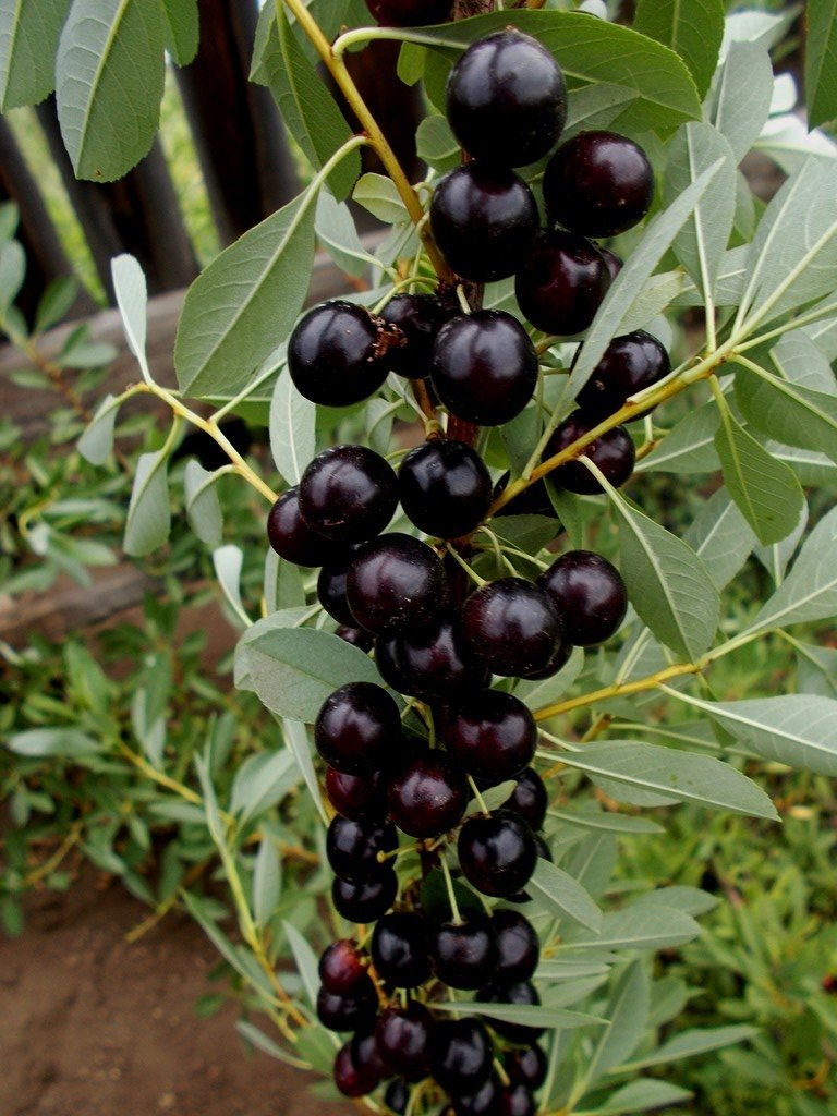 Превью изображения