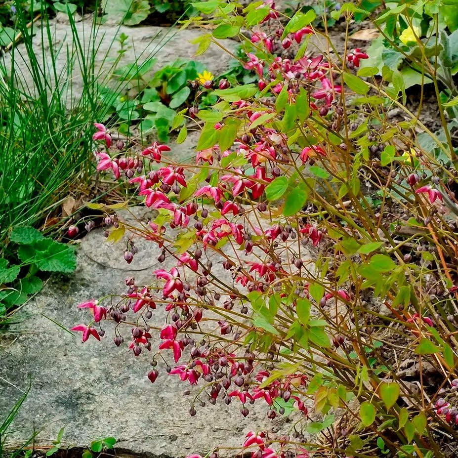Превью изображения