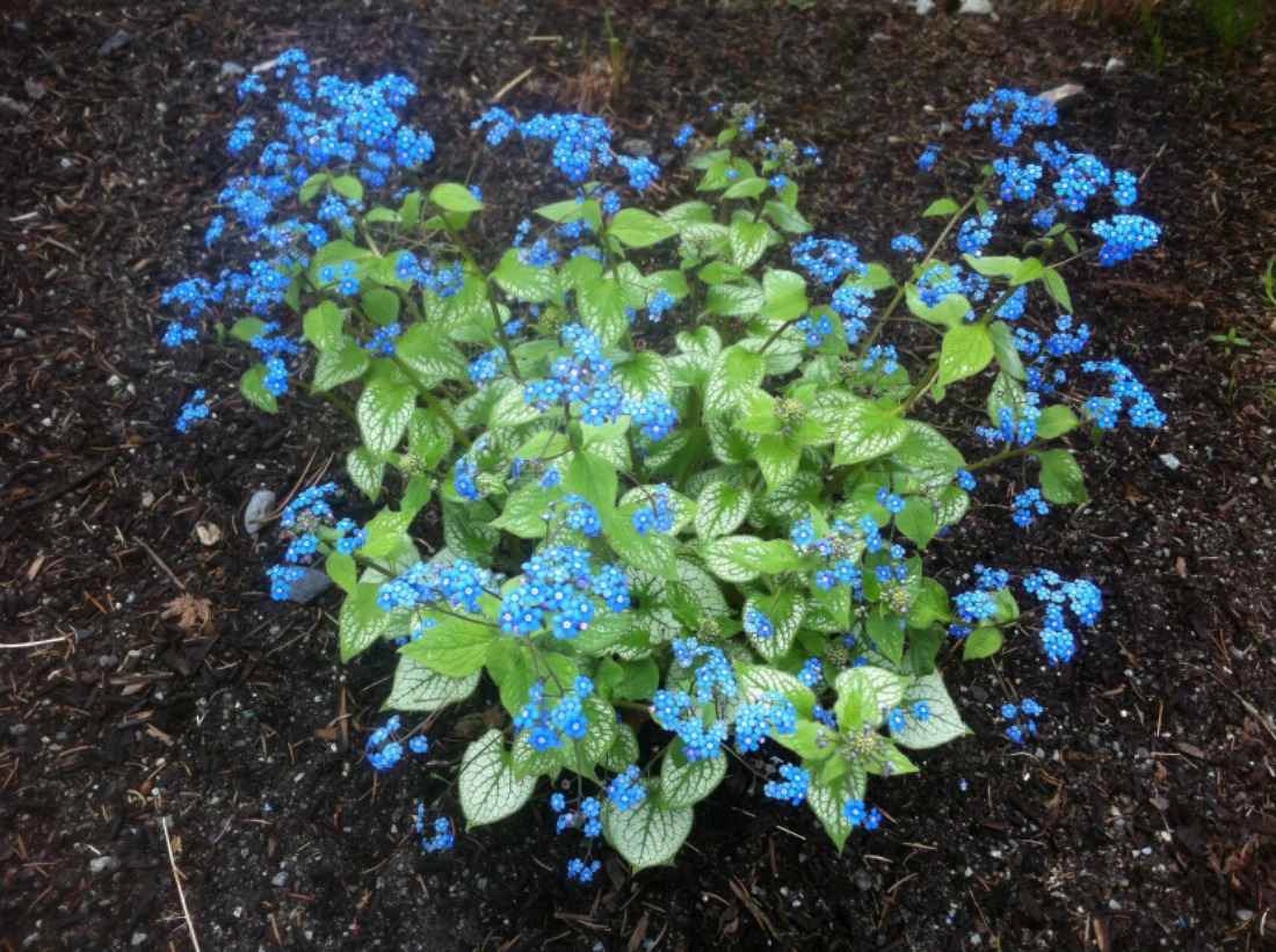 Превью изображения