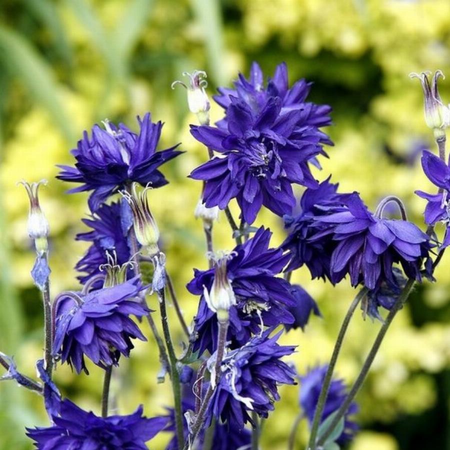 Превью изображения