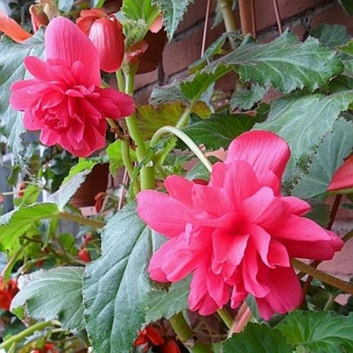 Превью изображения