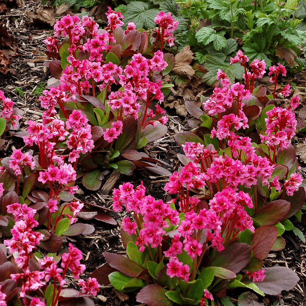 Превью изображения