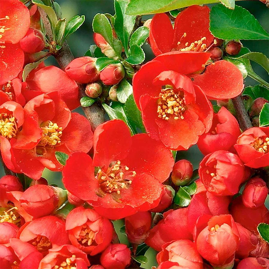 Превью изображения