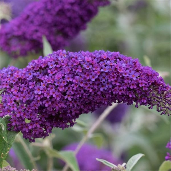 Превью изображения