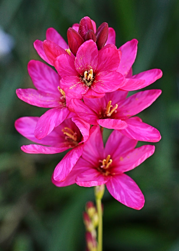 Превью изображения