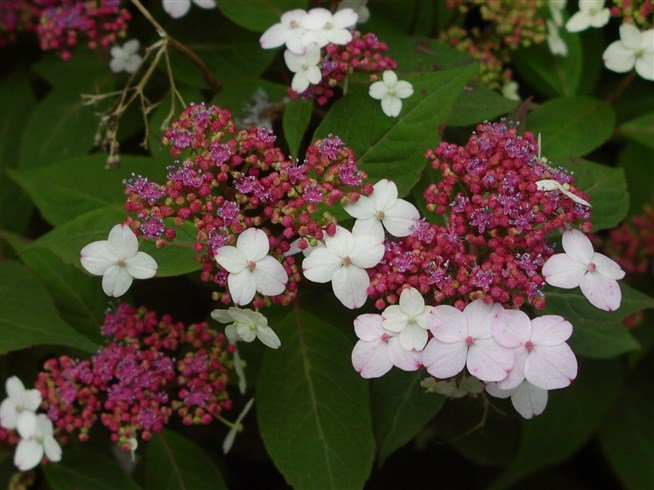 Превью изображения