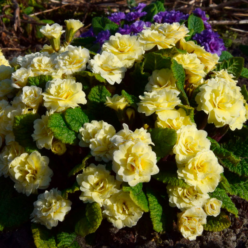 Превью изображения