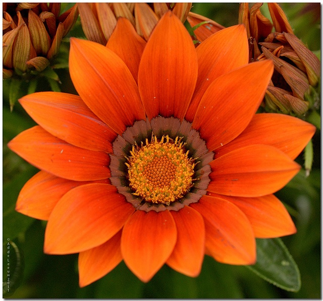 Превью изображения