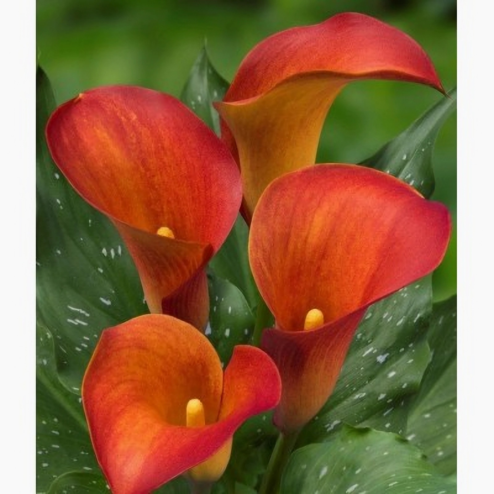 Превью изображения