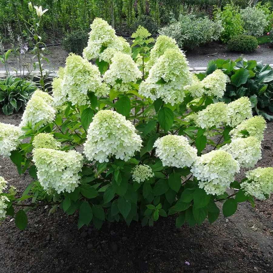 Превью изображения