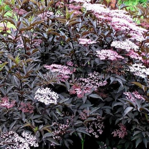 Превью изображения