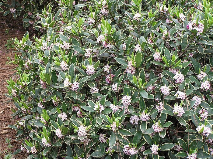 Превью изображения