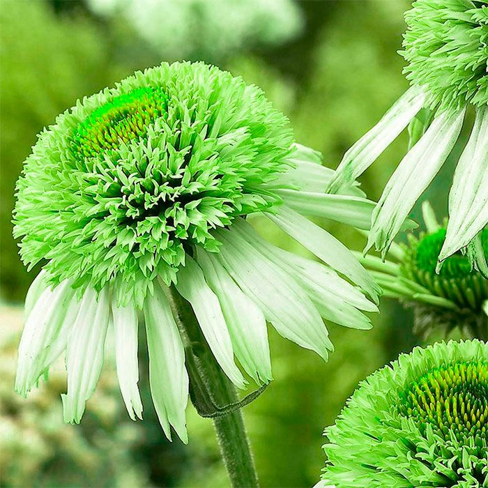 Превью изображения