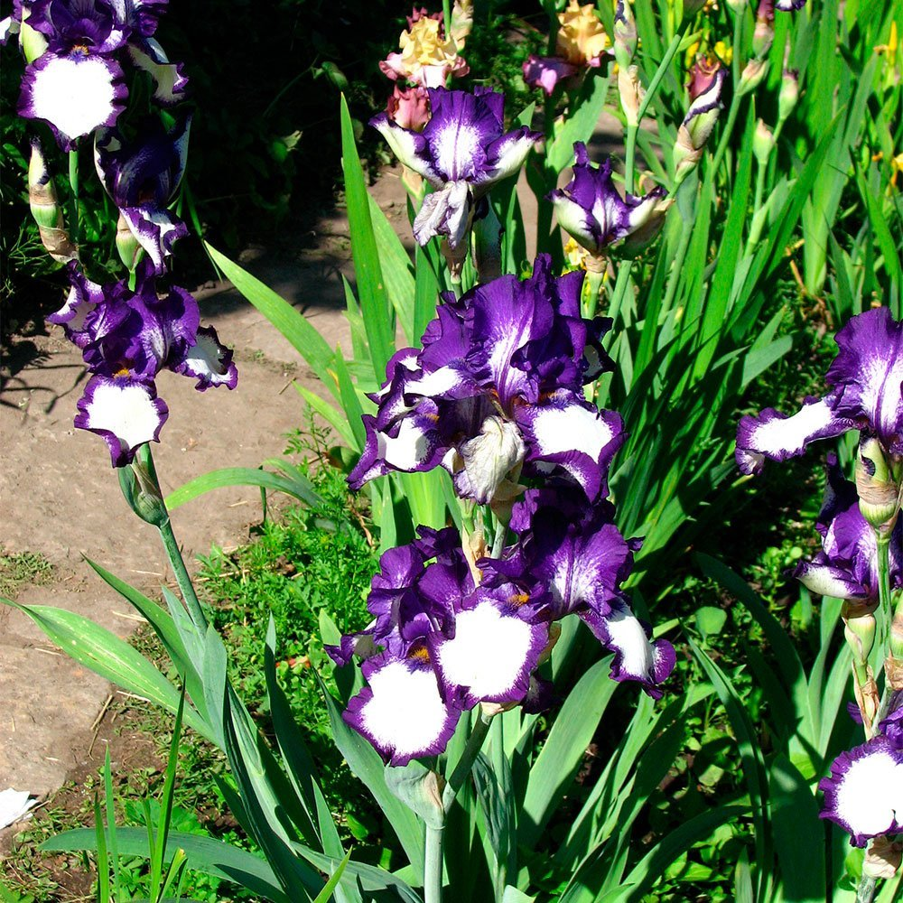 Превью изображения