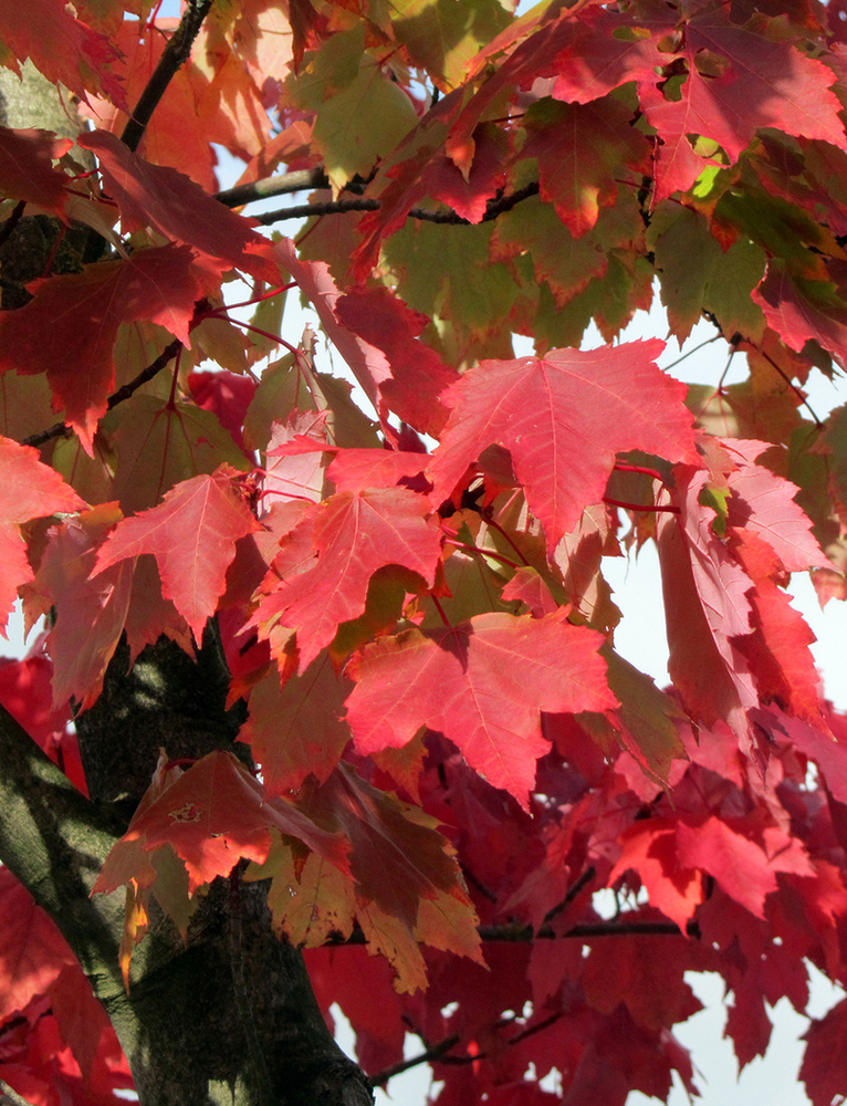 Превью изображения