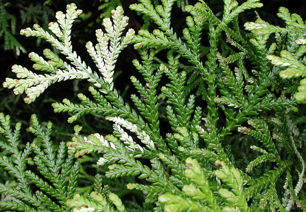 Превью изображения