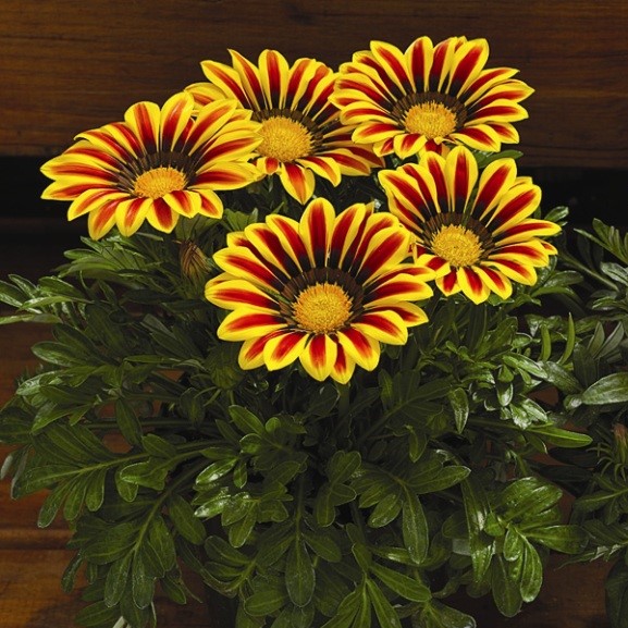 Превью изображения