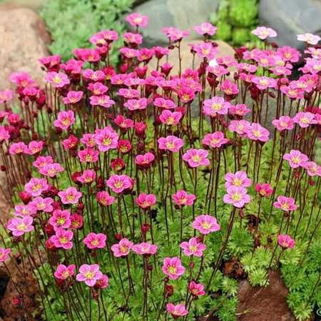 Превью изображения