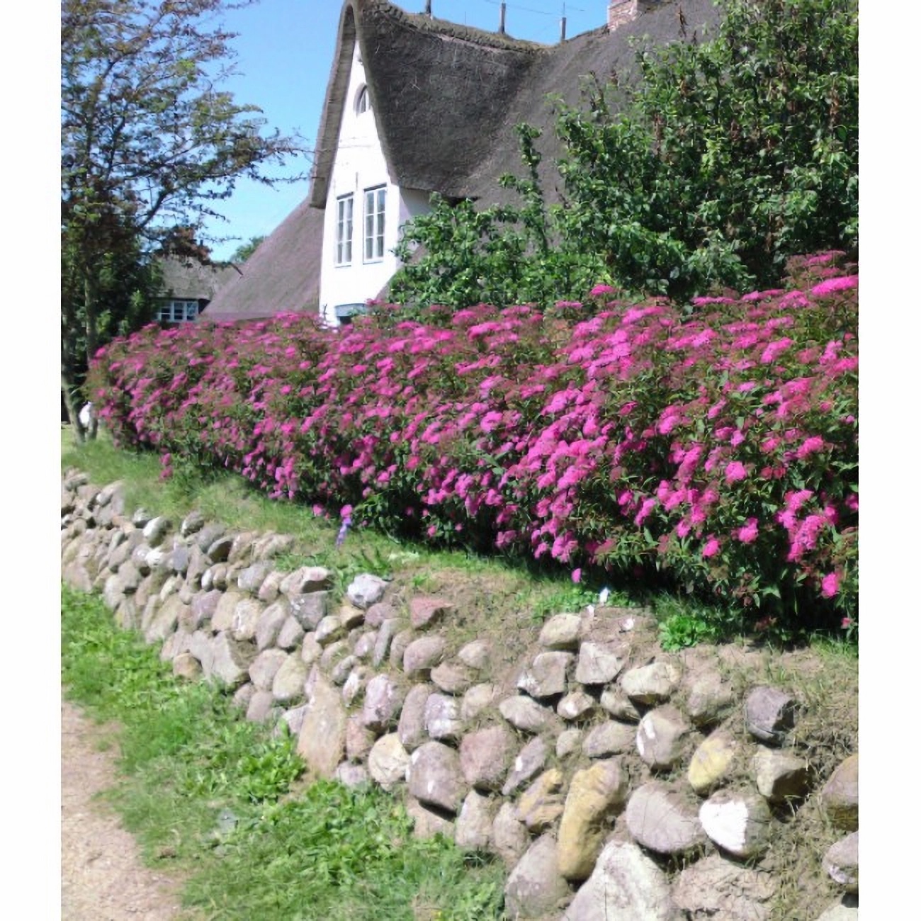 Превью изображения