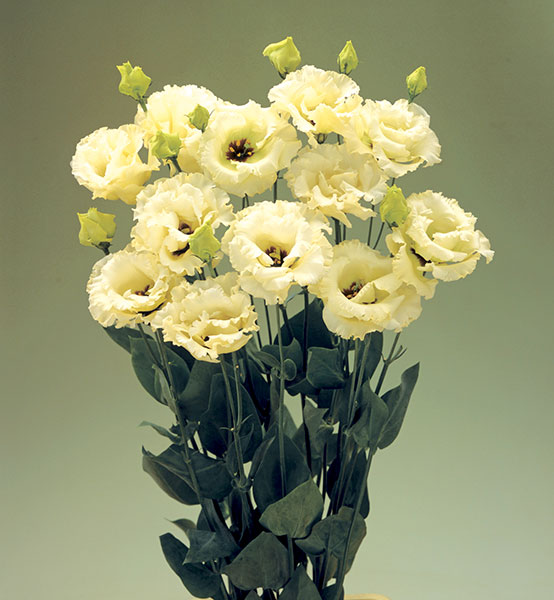 Превью изображения