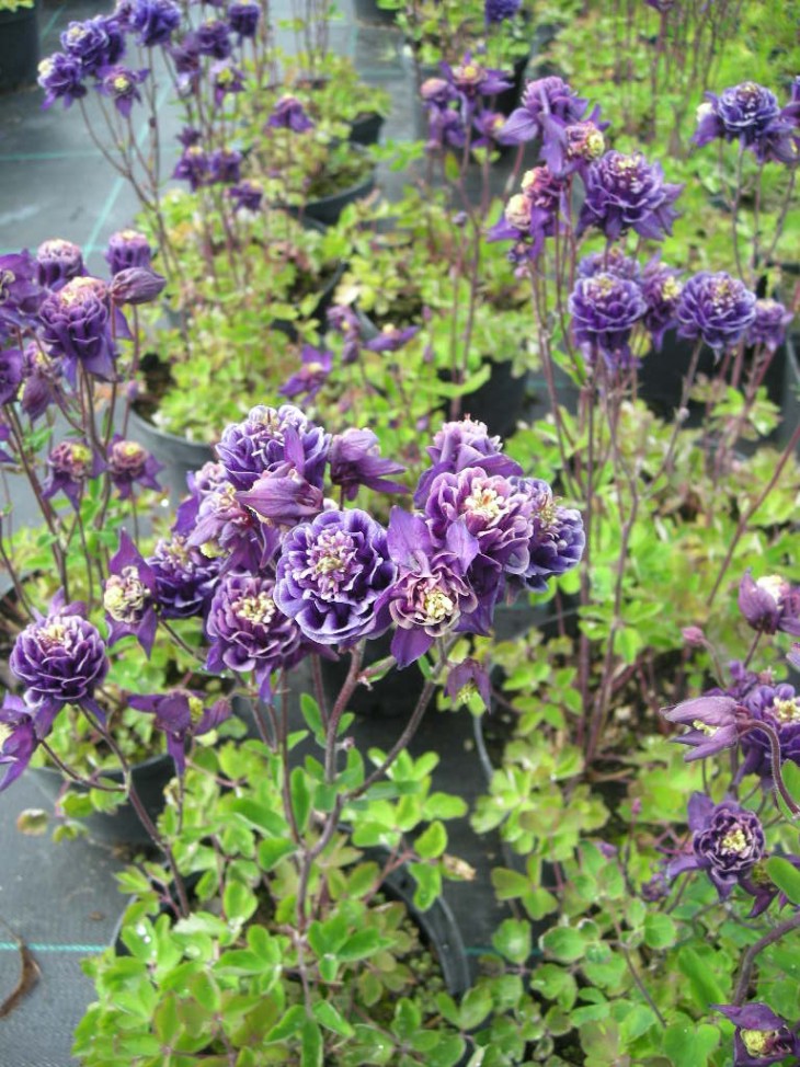 Превью изображения