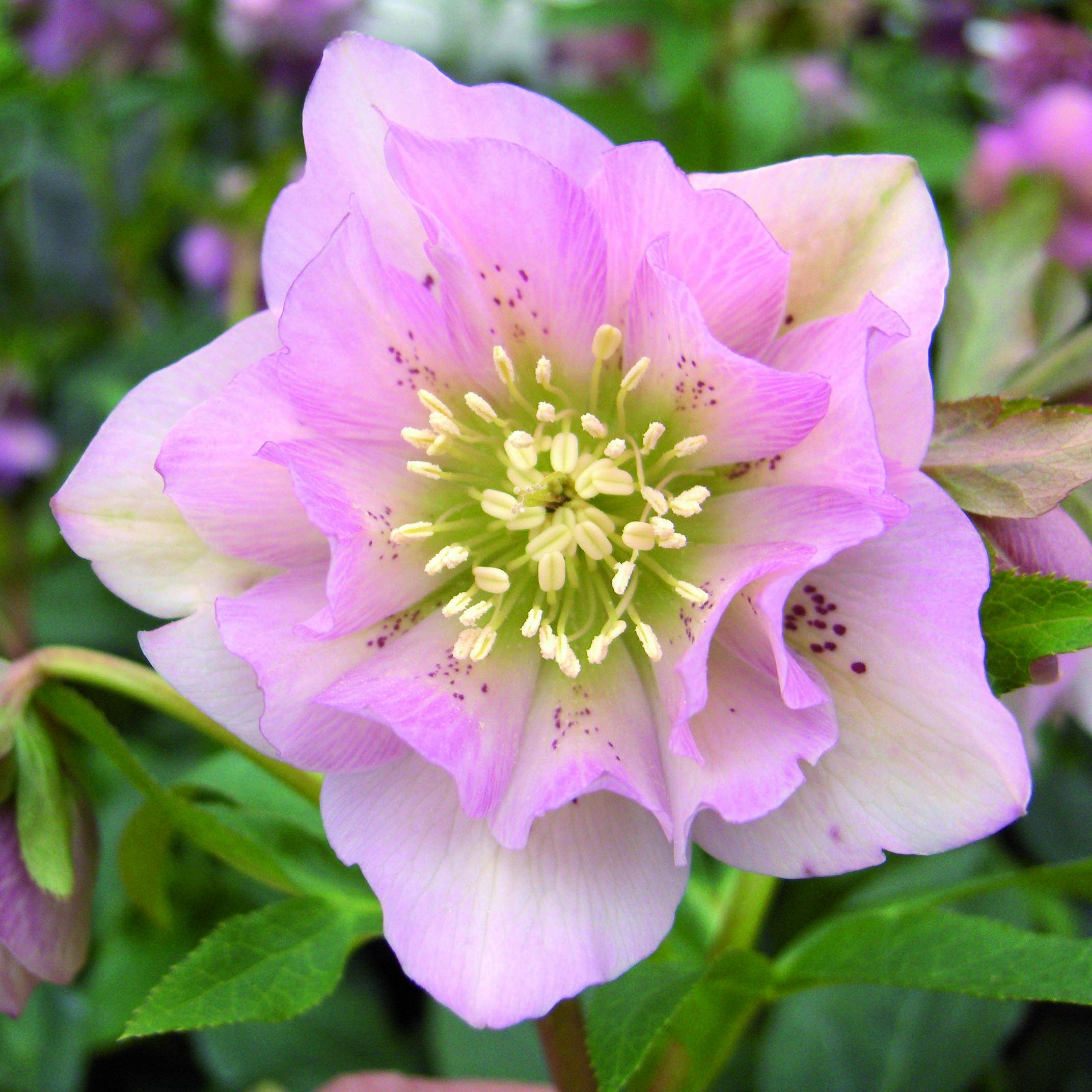 Превью изображения