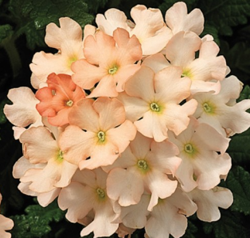 Превью изображения